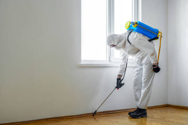 Wasp Removal Services in Santa Fe, NM