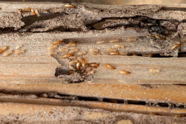 Best Wasp Removal Services  in Santa Fe, NM