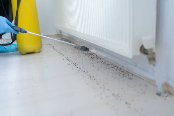 Flea Control Services in Santa Fe, NM